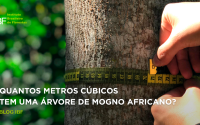 Quantos metros cúbicos tem uma árvore de Mogno Africano?