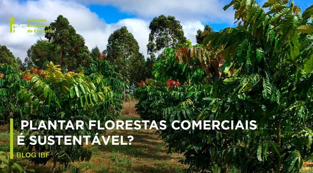 Plantar floresta comercial é sustentável?