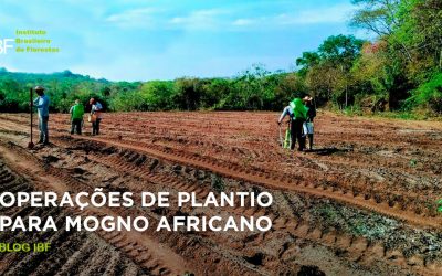 Como plantar Mogno Africano: dicas e métodos