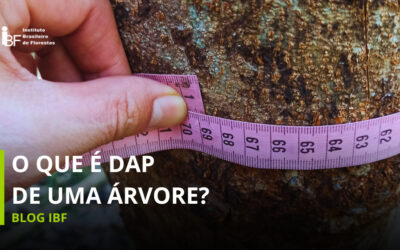 O que é DAP de uma árvore?