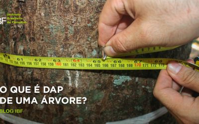 O que é DAP de uma árvore?