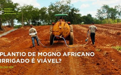 Plantio de Mogno Africano irrigado: quando e como fazer?