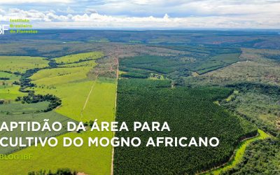 Aptidão agrícola da área para cultivo do Mogno Africano