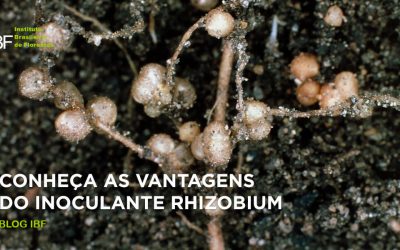 Conheça as vantagens do inoculante Rhizobium