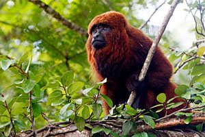 macaco guariba da Amazônia