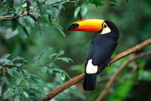 tucano da Amazônia