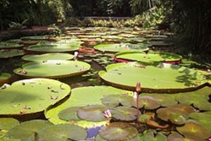 vitoria regia da Amazônia