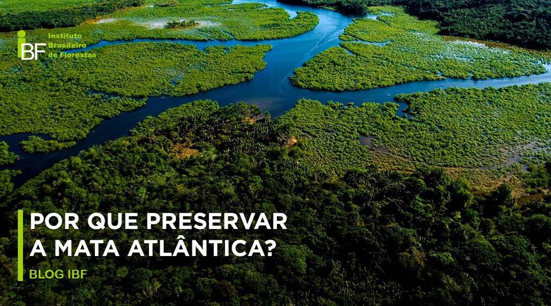 Por que preservar a Mata Atlântica?