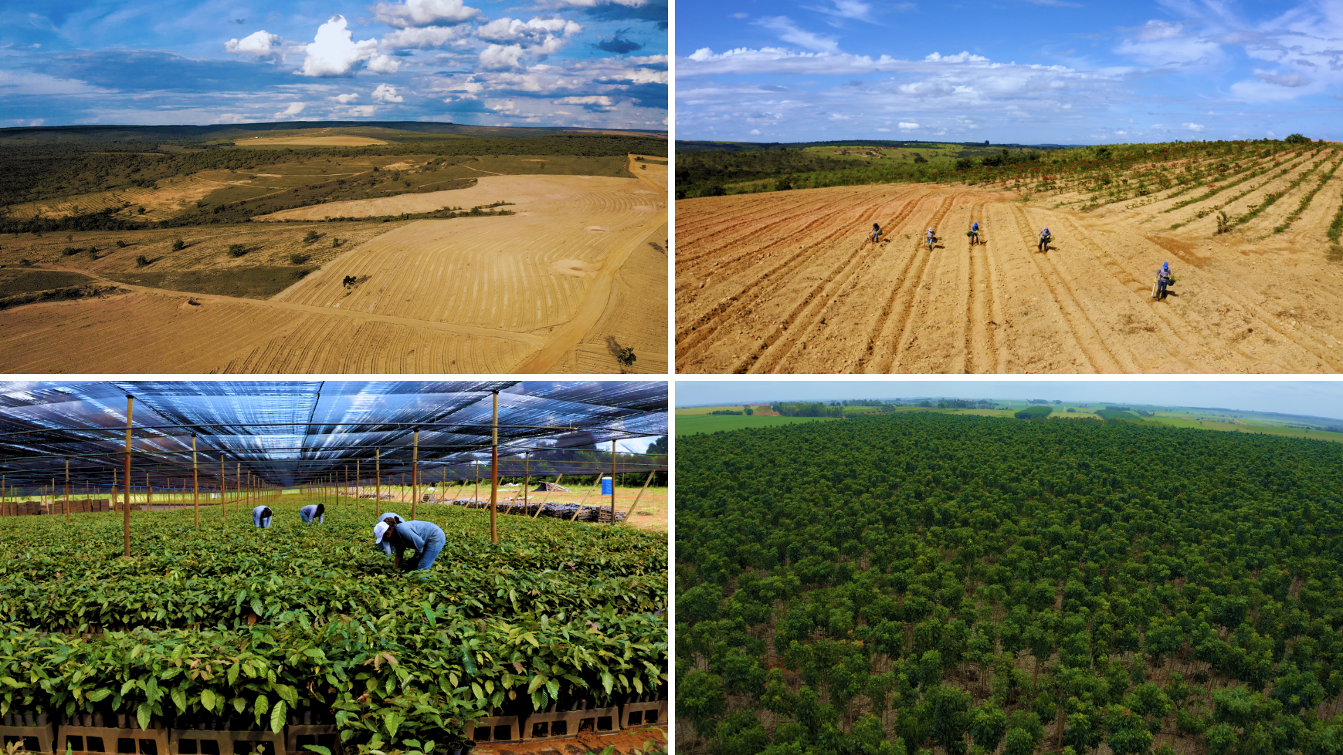 recortes-polo-florestal-de-mogno-africano-minas-gerais