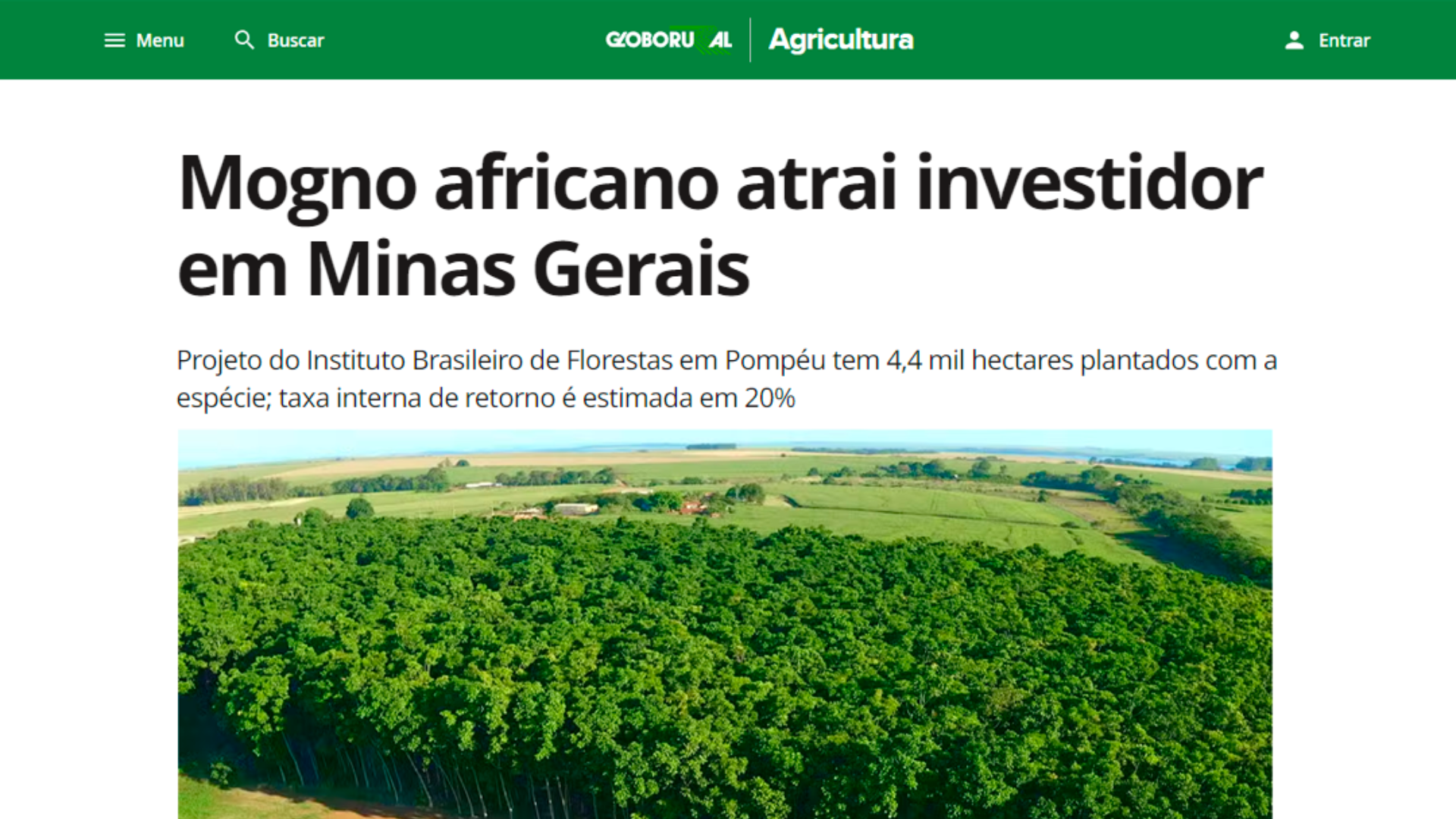 mogno-africano-atrai-investidor-em-minas-gerais