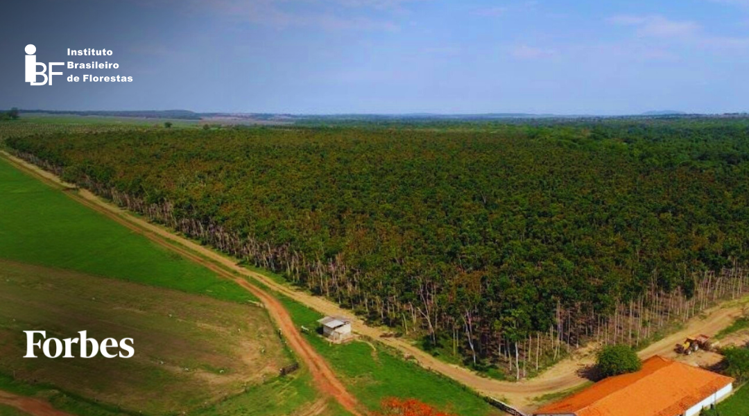 Forbes Agro: Cadeia produtiva de árvores plantadas alcança uma receita bruta de R$260 bilhões e atrai investidores