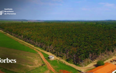 Forbes Agro: Cadeia produtiva de árvores plantadas alcança uma receita bruta de R$260 bilhões e atrai investidores